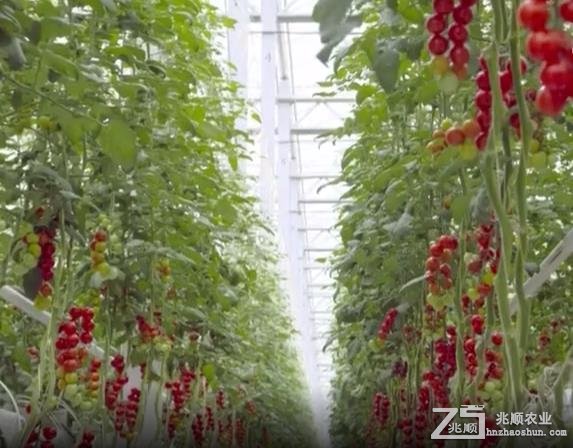 城市里的“番茄丛林”年产700吨的超级产量