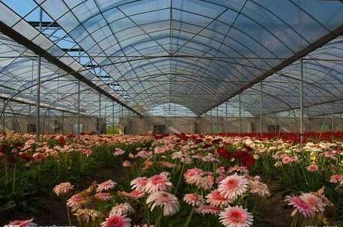 花卉种植温室大棚有哪些类型,湖南温室大棚造价